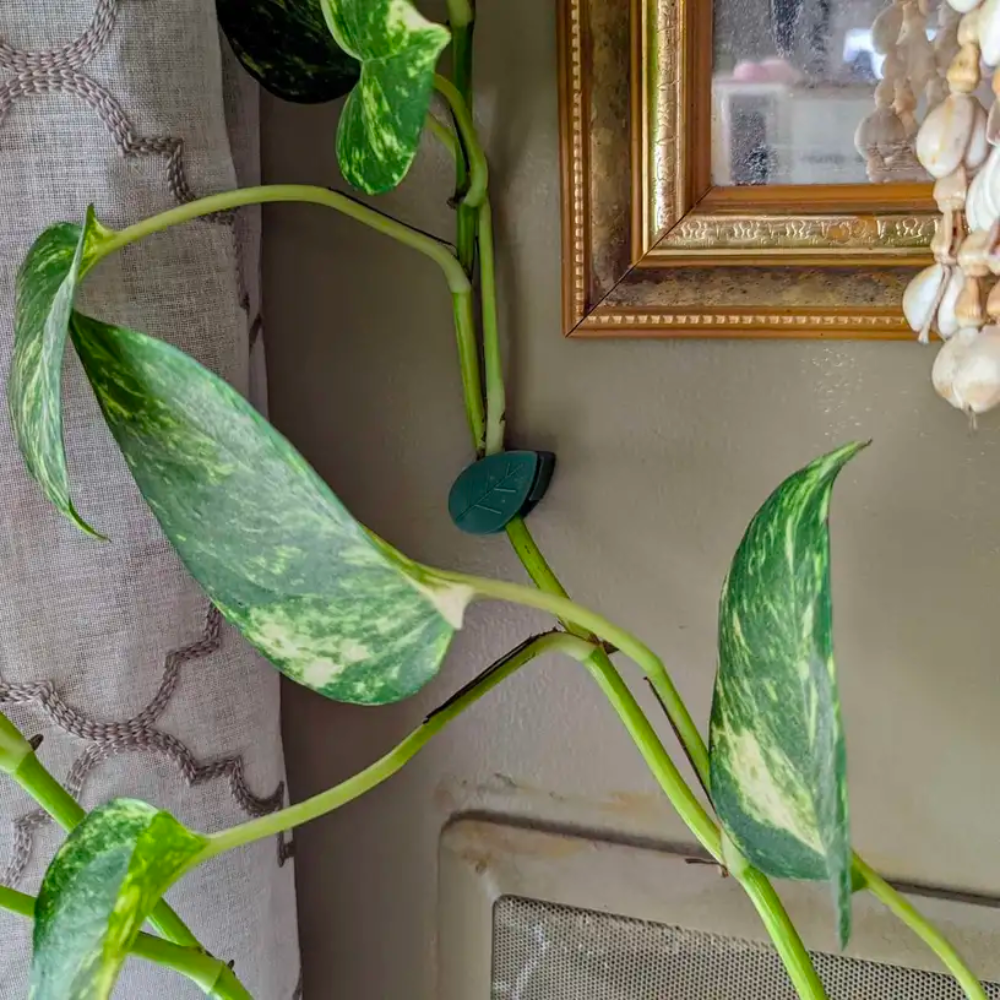 Vine Plant Wall Clips