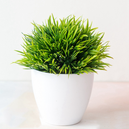 Ornamental Bonsai Tree