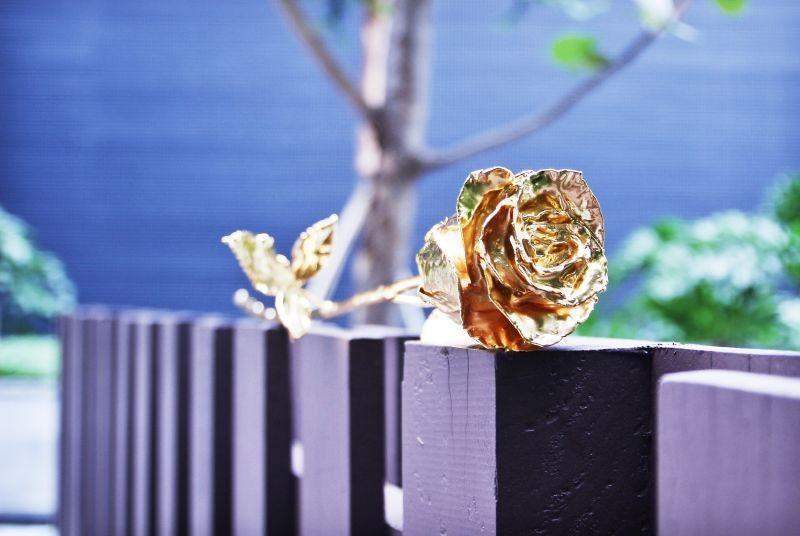 24K Gold Roses