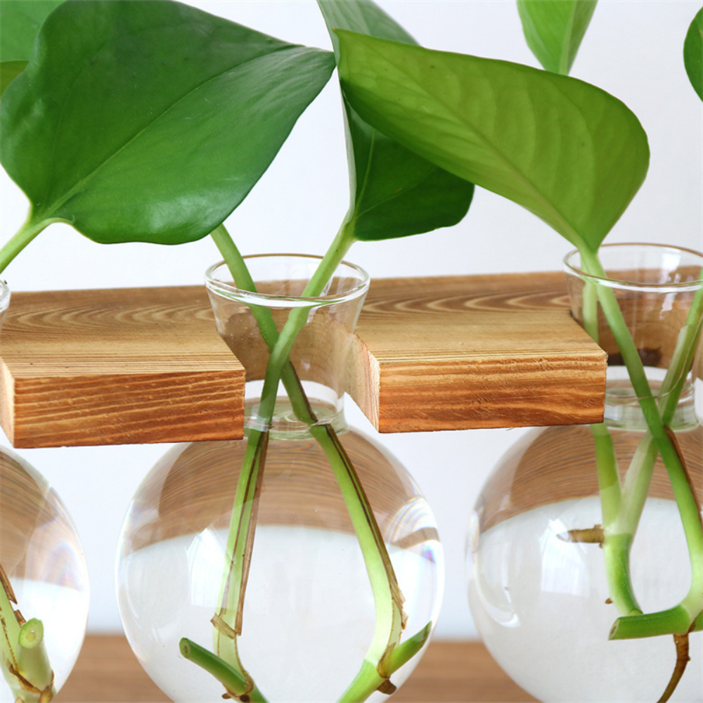 Hydroponic Glass Planter