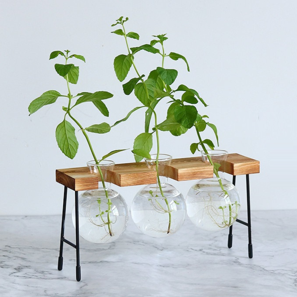 Hydroponic Glass Planter