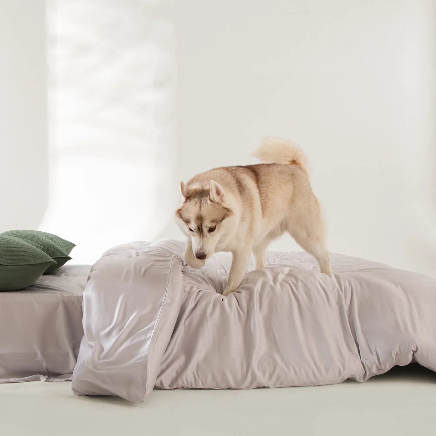 Ensemble de courtepointe à motif de feuilles de printemps - Répulsif contre les poils d'animaux pour la famille des chiens/chats