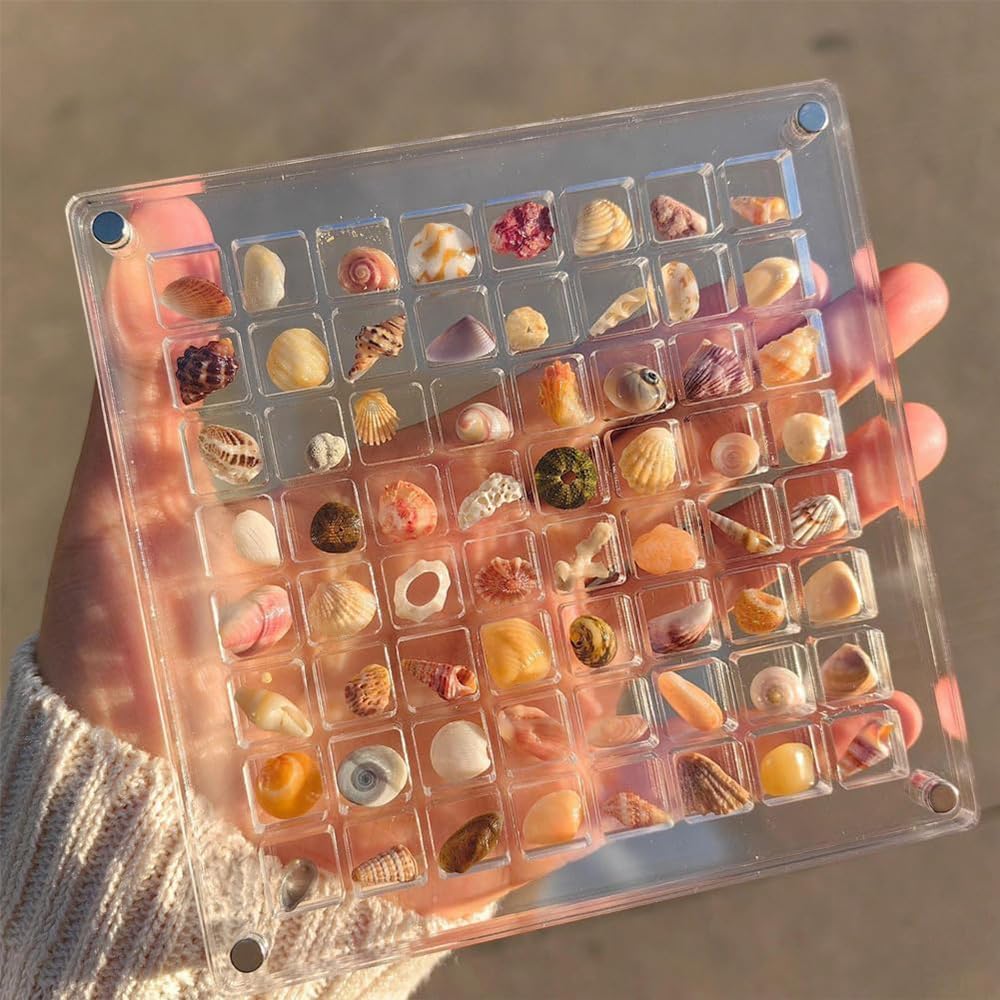 Seashell Display Box