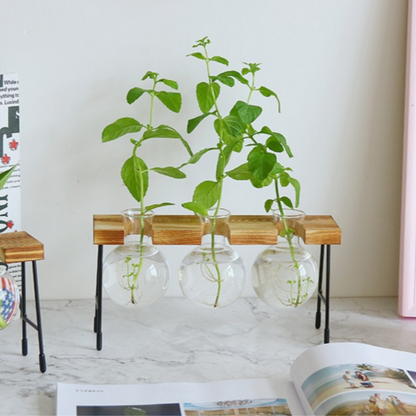 Hydroponic Glass Planter