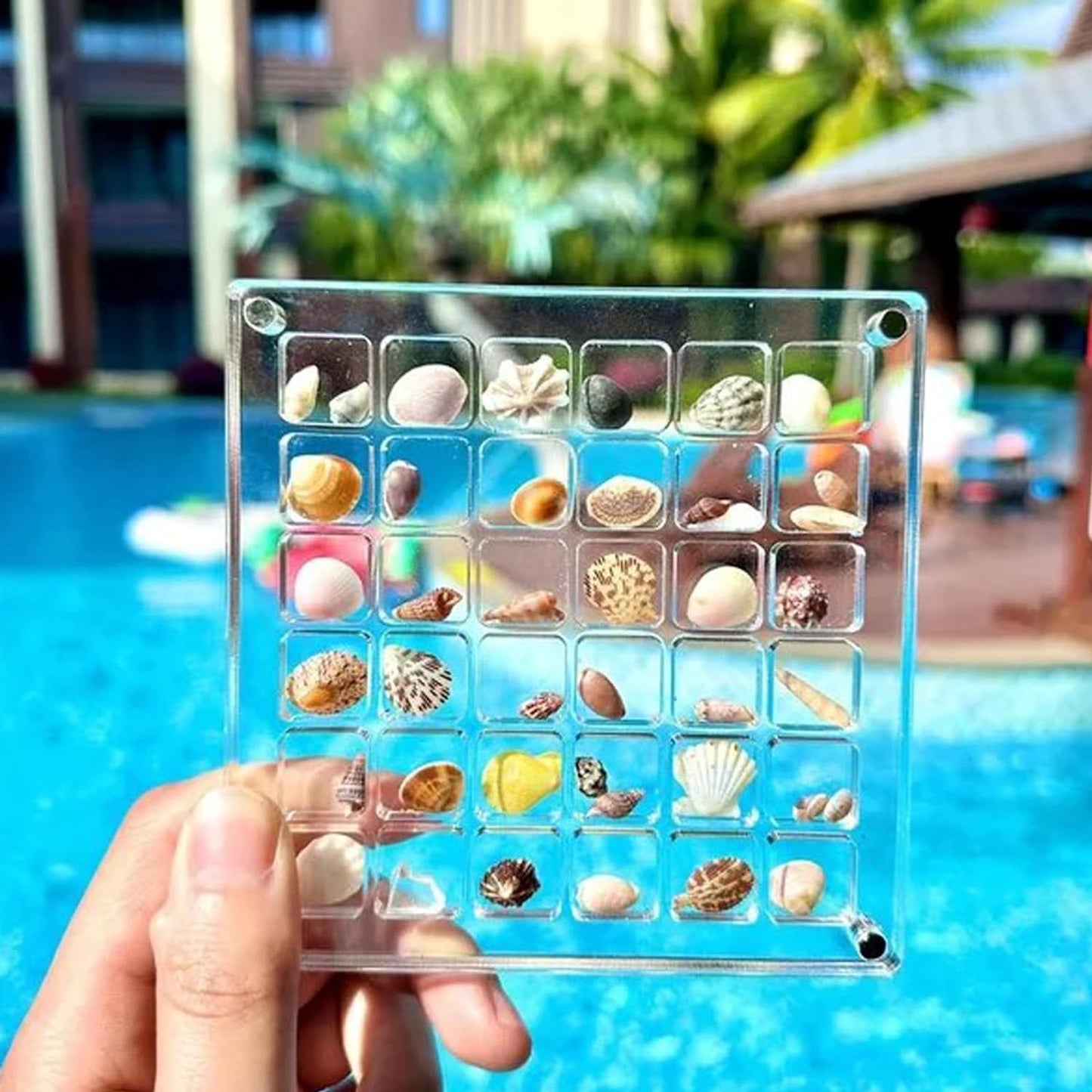 Seashell Display Box