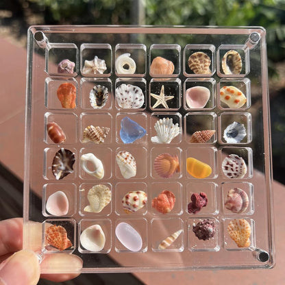 Seashell Display Box