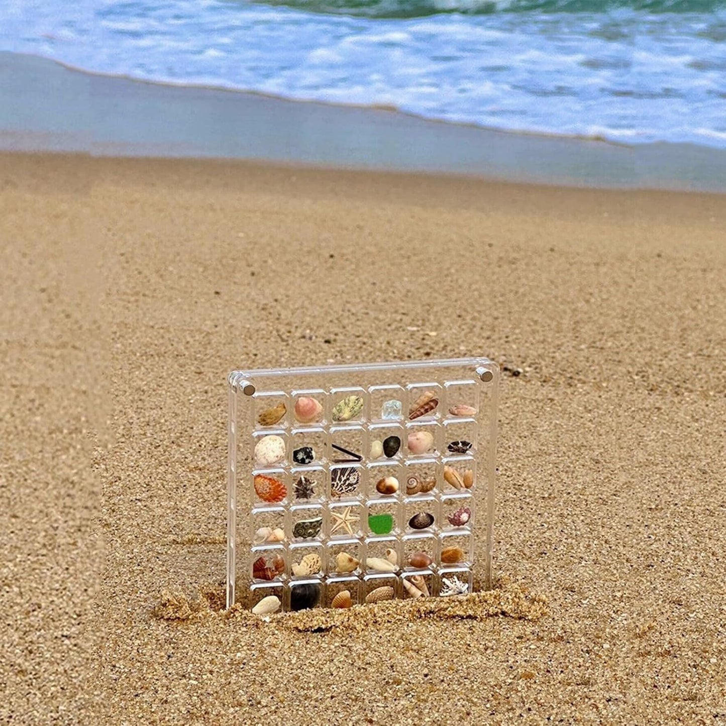 Caja de presentación de conchas marinas