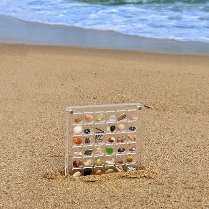 Caja de presentación de conchas marinas