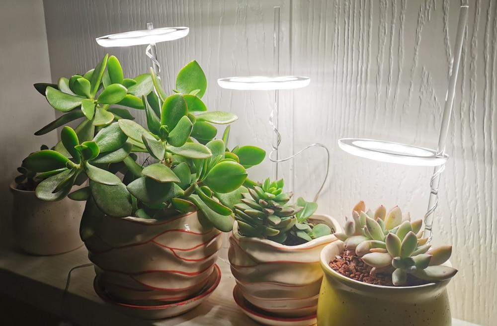 Angel Halo Grow Light