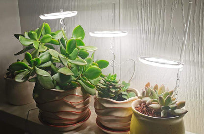 Angel Halo Grow Light