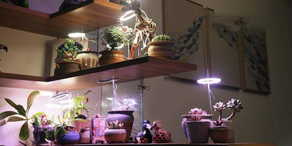 Angel Halo Grow Light