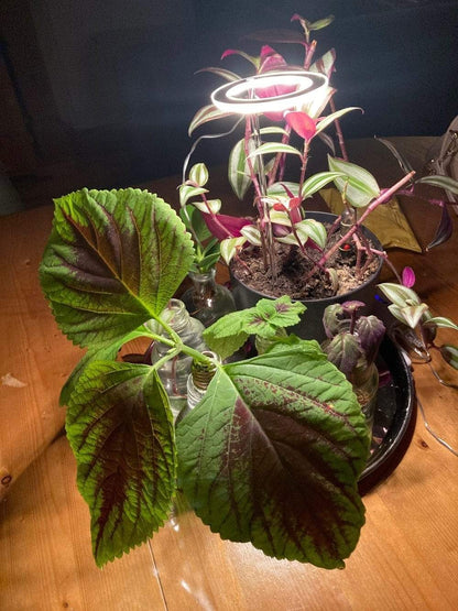 Angel Halo Grow Light