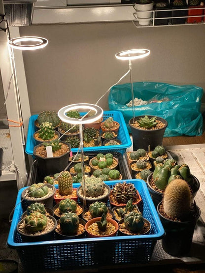 Angel Halo Grow Light