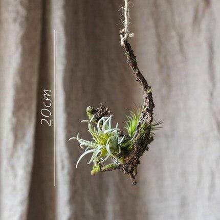 Planta de aire artificial Tillandsia