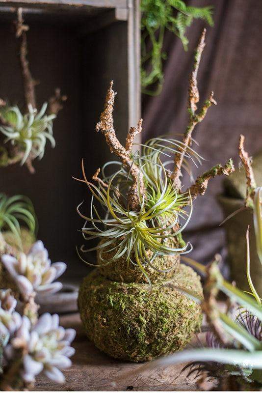 Pianta artificiale di Tillandsia Air