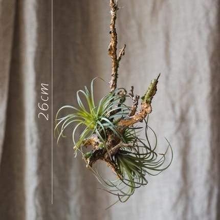 Pianta artificiale di Tillandsia Air