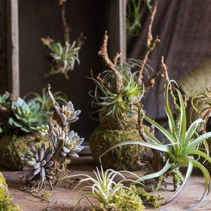 Plante artificielle Tillandsia Air