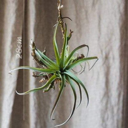 Planta artificial de Tillandsia Air