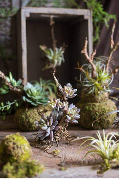 Artificial Tillandsia Air plant