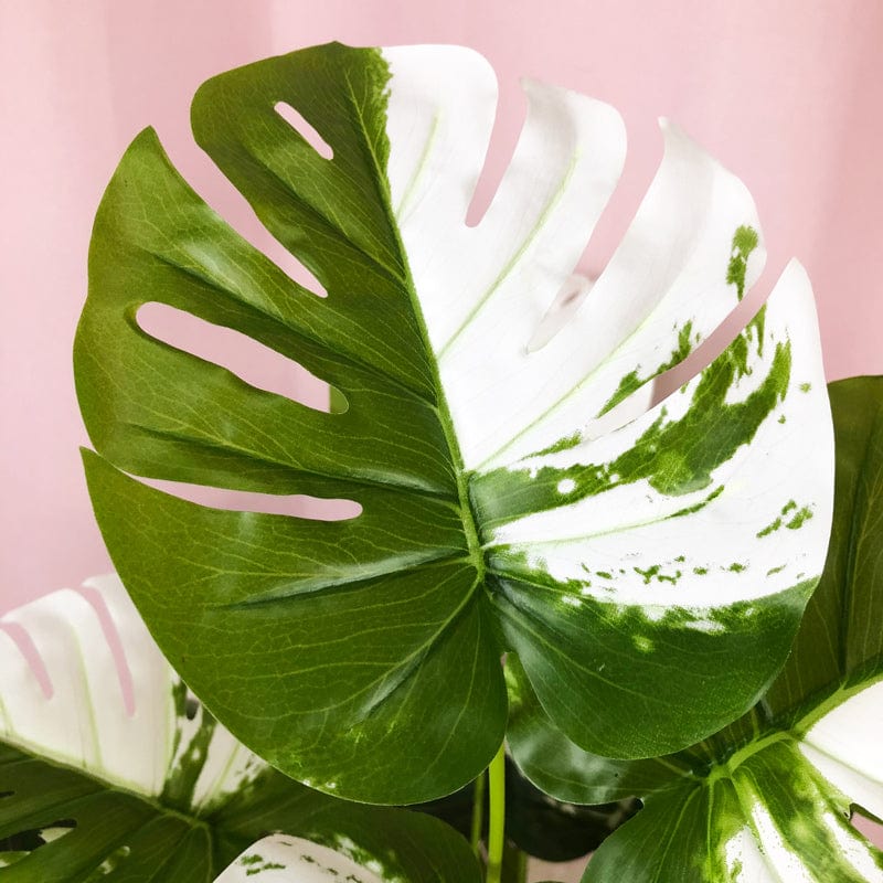 Palma artificiale bianca di Monstera