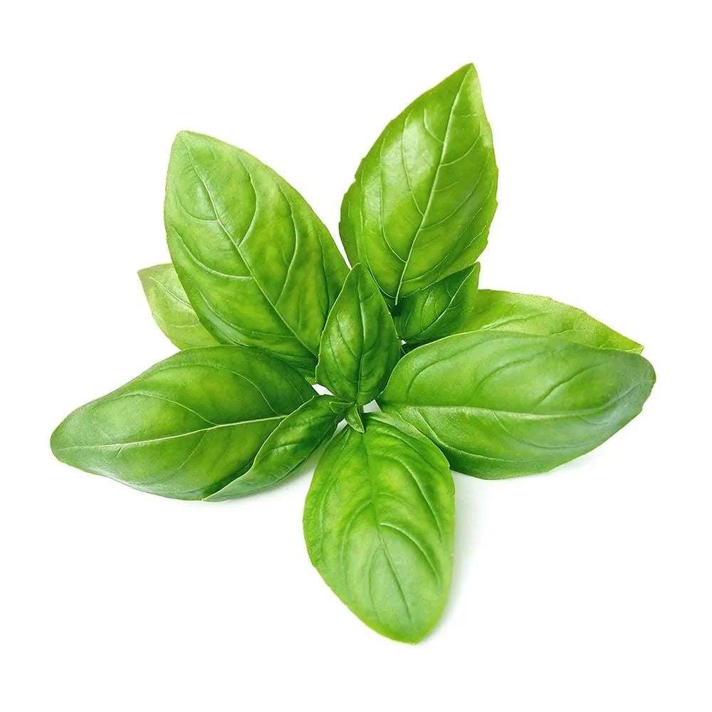 Basil Essential Oil