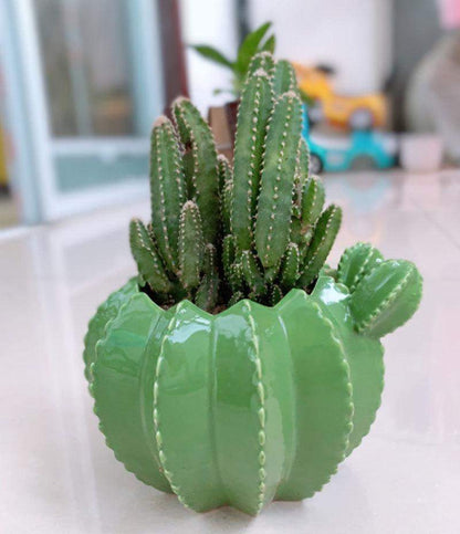 Maceta de cerámica de cactus