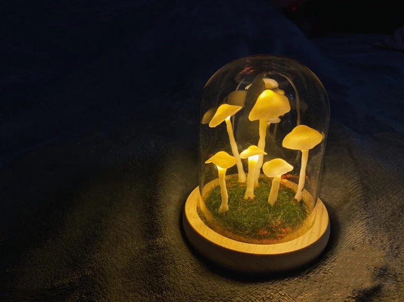 DIY Mushrooms in Forests Light