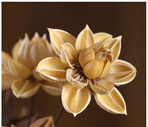 Dried Natural Lotus Flower