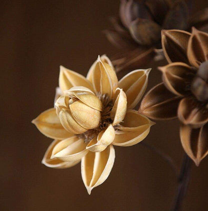 Dried Natural Lotus Flower