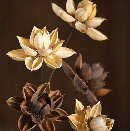 Dried Natural Lotus Flower