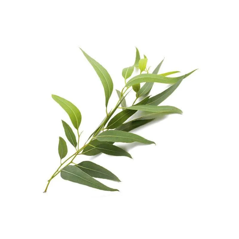 Eucalyptus Essential Oil