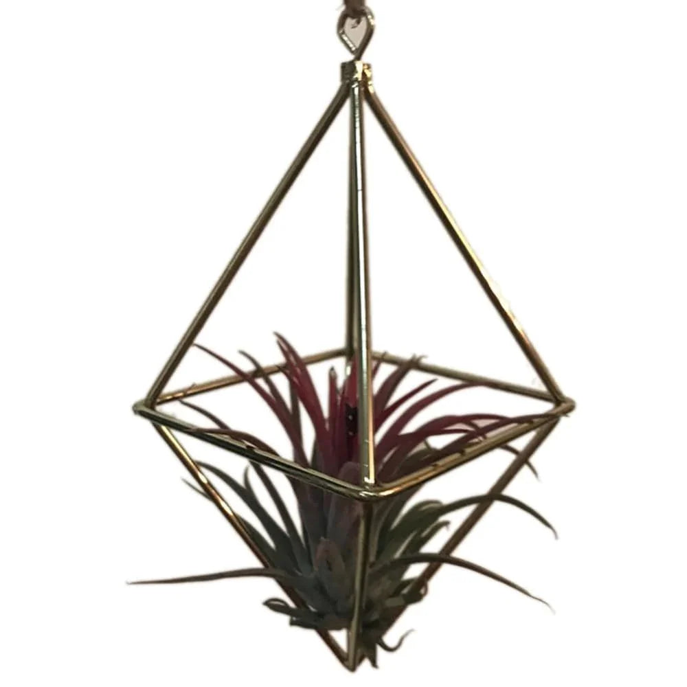 Geometric Air Plants Rack