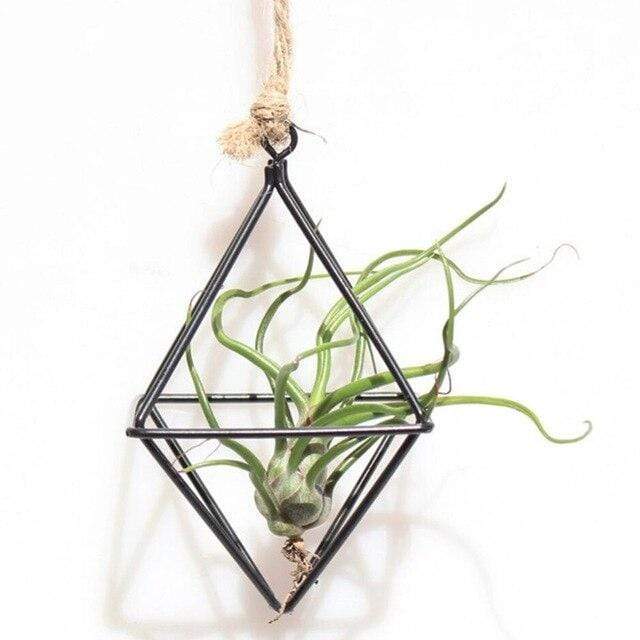 Geometric Air Plants Rack