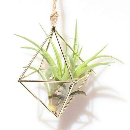 Geometric Air Plants Rack