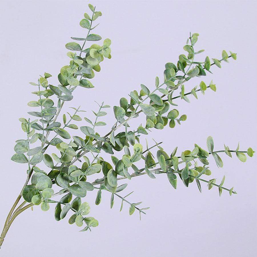 Green Eucalyptus Branch