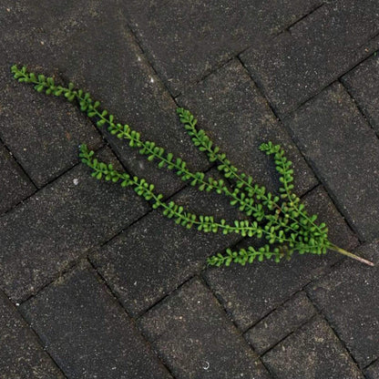 Greenery Ferns Plants