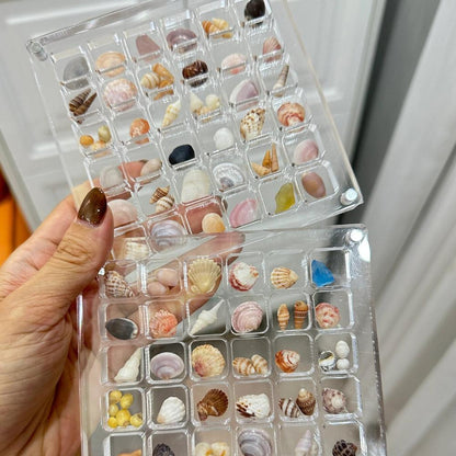 Seashell Display Box