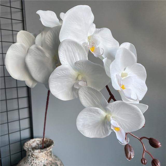 Large Butterfly Orchid (105cm)