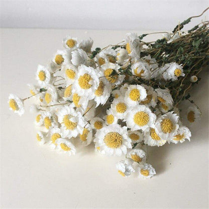 Mini Dried Chrysanthemum Bunch Flower