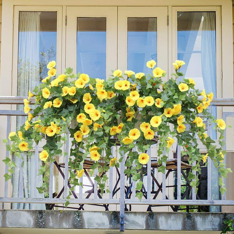 Morning Glory Flower