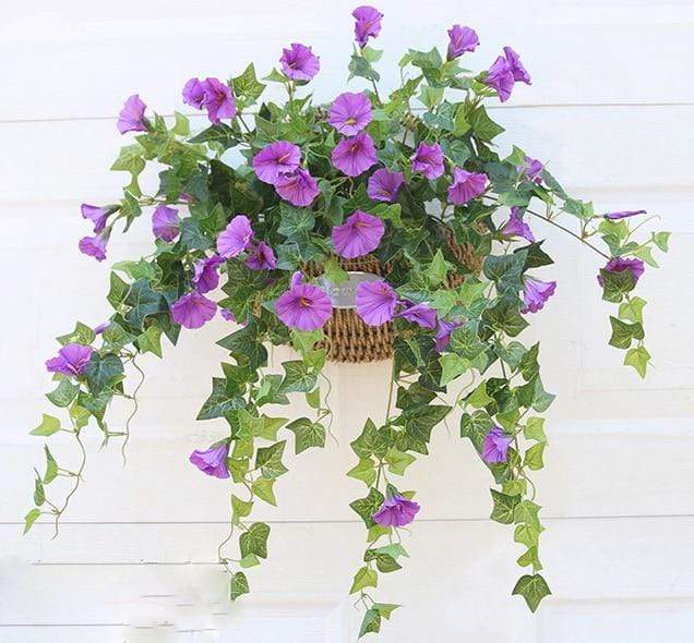 Morning Glory Flower