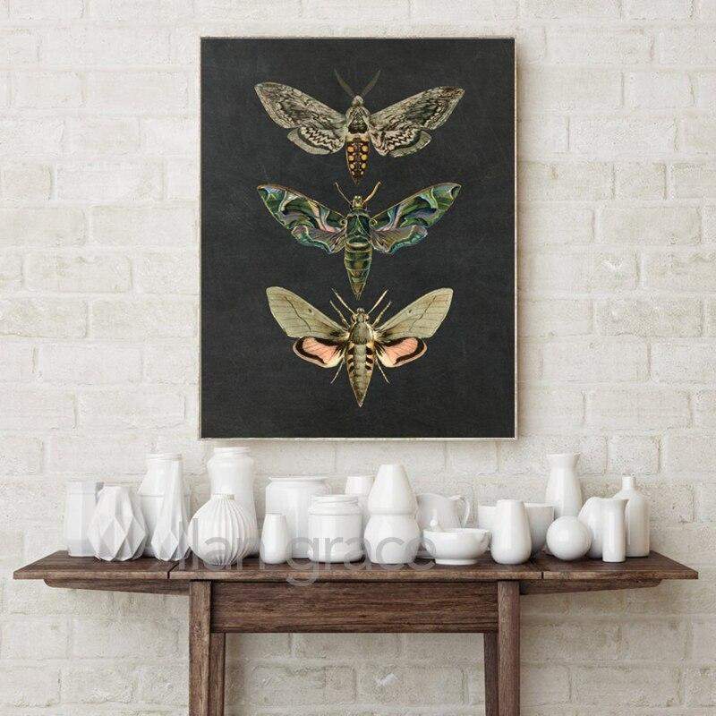Moth Vintage Canvas Wall Art