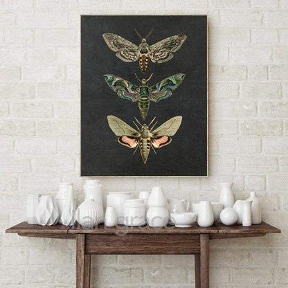 Moth Vintage Canvas Wall Art