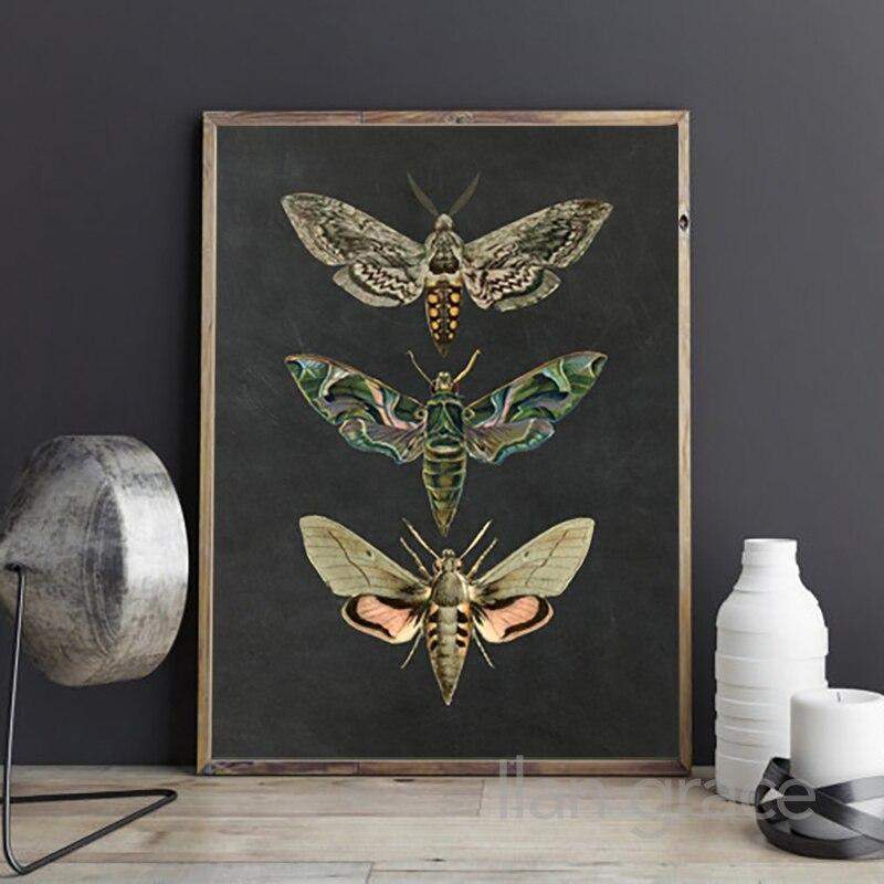 Moth Vintage Canvas Wall Art