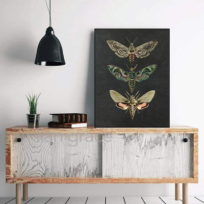 Moth Vintage Canvas Wall Art