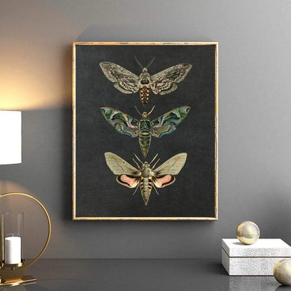 Moth Vintage Canvas Wall Art