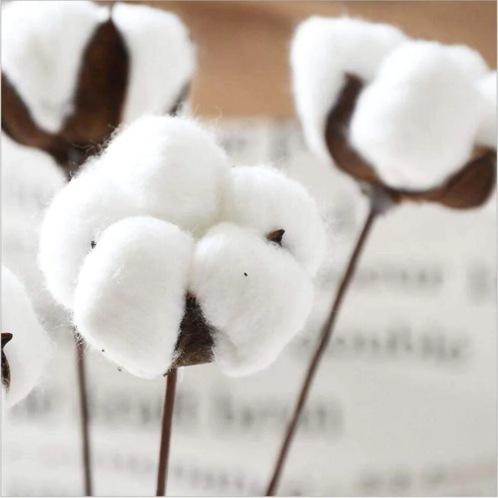 Natural Dried Cotton Stems