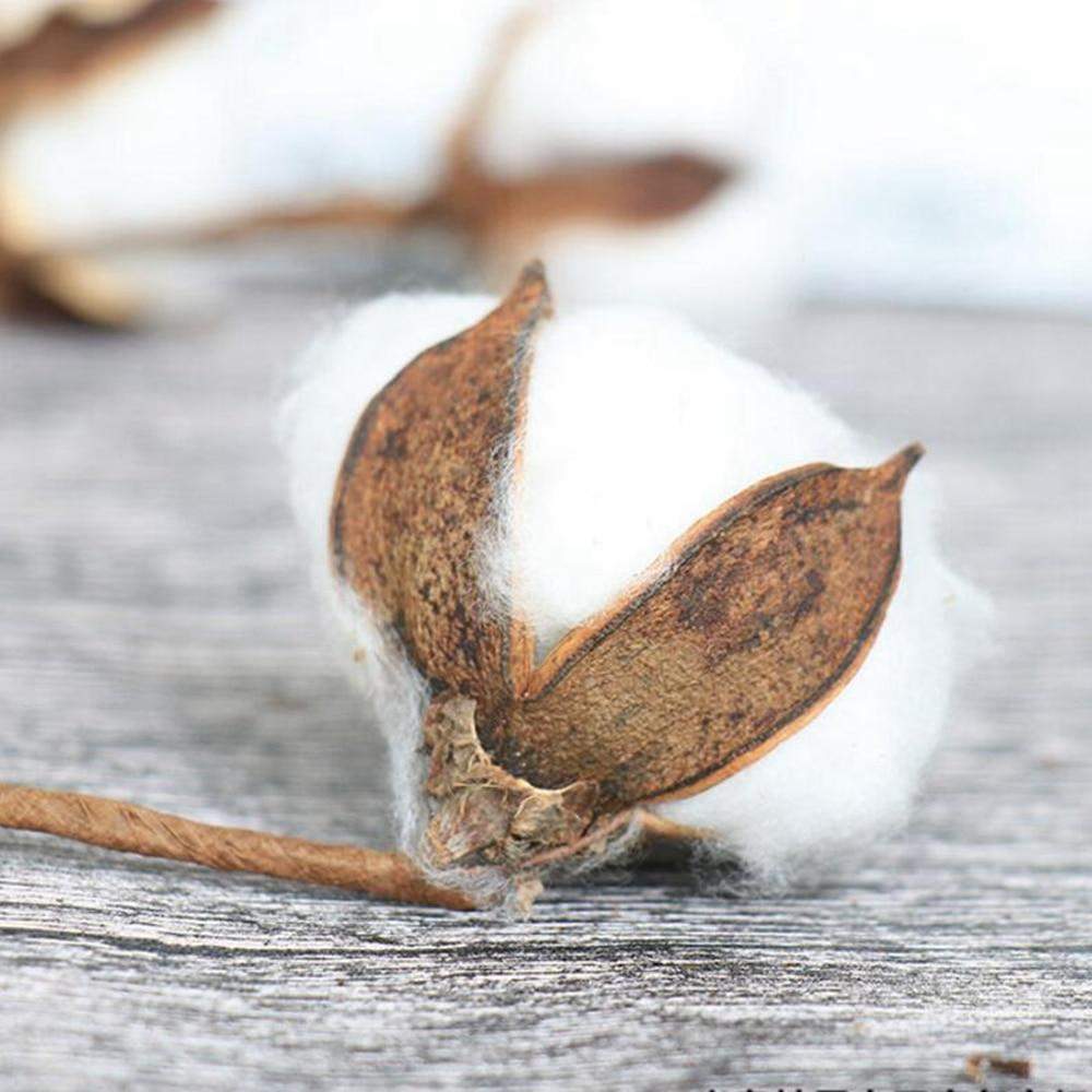 Natural Dried Cotton Stems