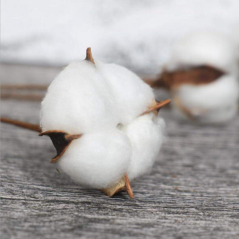 Natural Dried Cotton Stems