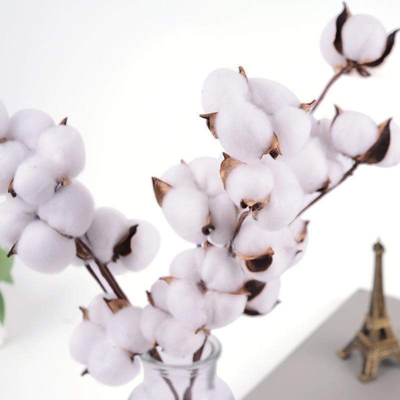 Natural Dried Cotton Stems